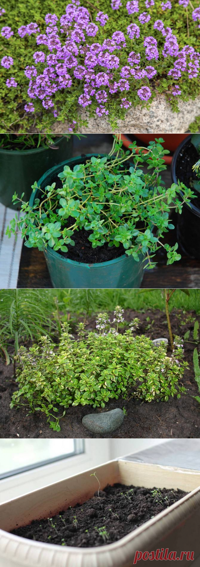 Тимьян: выращиваем чабрец для грядки и дома