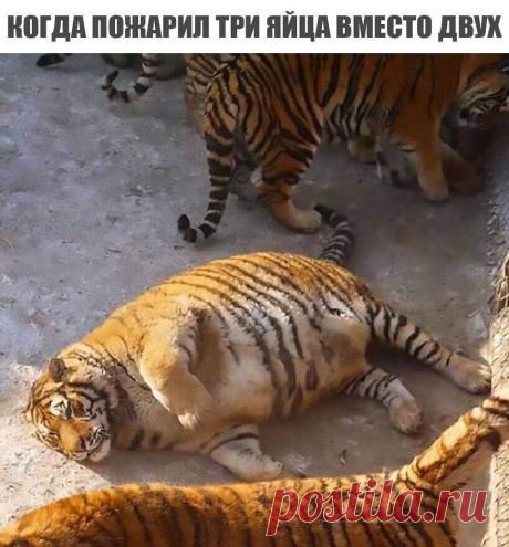 Смешные картинки со смыслом (30 фото) ⭐ Забавник