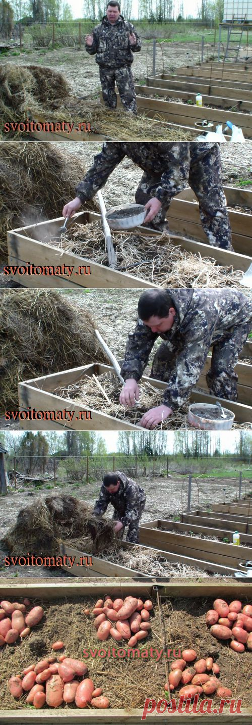 Выращивание семенного картофеля в теплых грядках
