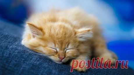 Просьба не будить до утра.