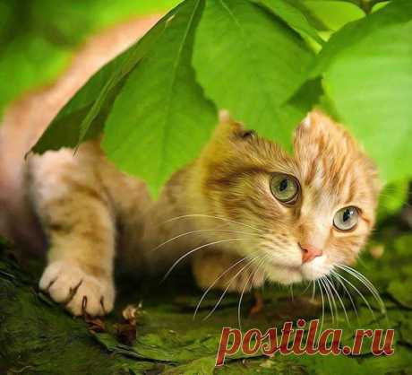 Мой Мир@Mail.Ru