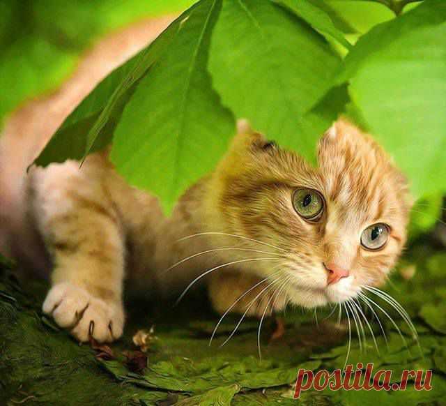 Мой Мир@Mail.Ru