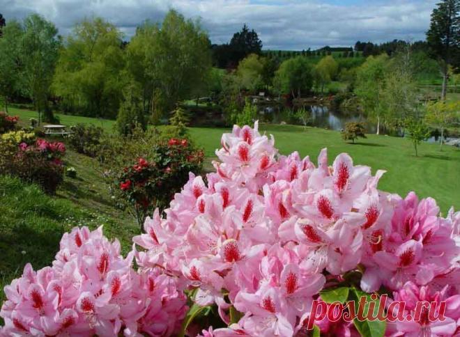 Cад Maple Glen в Новой Зеландии Бесконечное море цветов невероятно гармонично вписывается в густые лесные заросли, холмистые луга, журчащие водопады, тихие речушки и прудики.