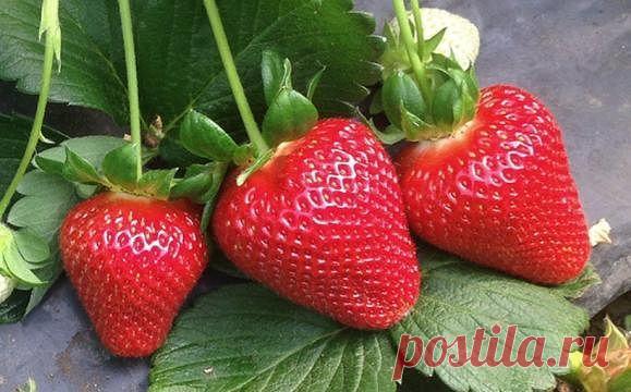 ЧТОБЫ КЛУБНИКИ БЫЛО МНОГО! | 6 соток