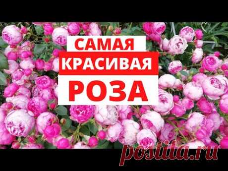 РОЗА  ПОМПОНЕЛЛА красавица моего розария - YouTube