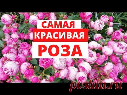 РОЗА  ПОМПОНЕЛЛА красавица моего розария - YouTube