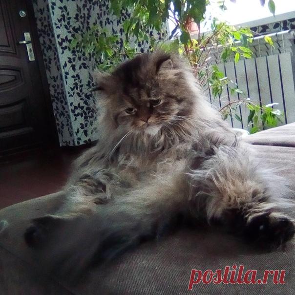 ЗверУшки: с любовью о питомцах