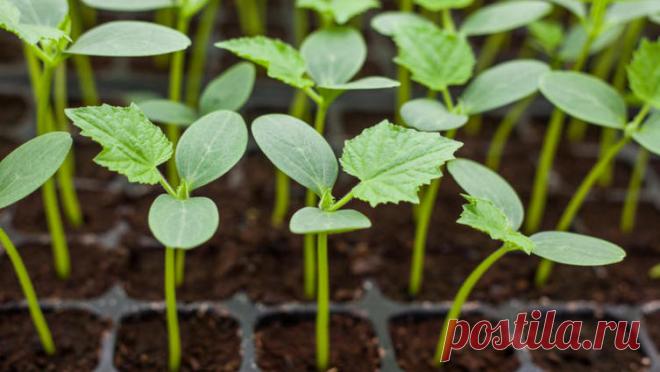 Как вырастить огурцы на подоконнике? | Дом и семья