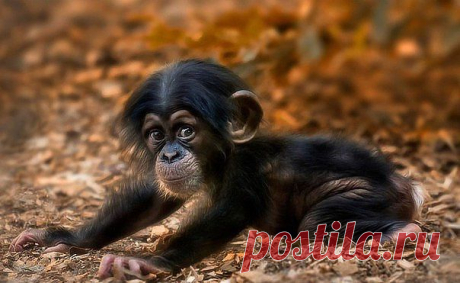 Очаровательный малыш шимпанзе