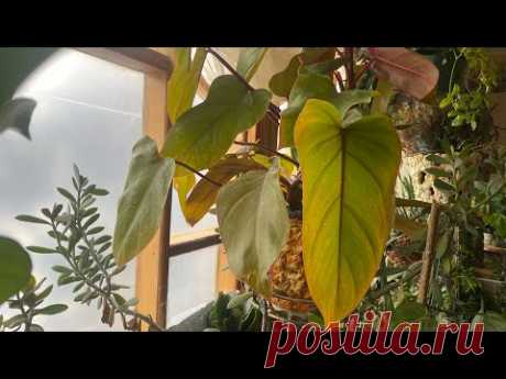 Филодендроны красавцы! Как ухаживать за филодендронами?