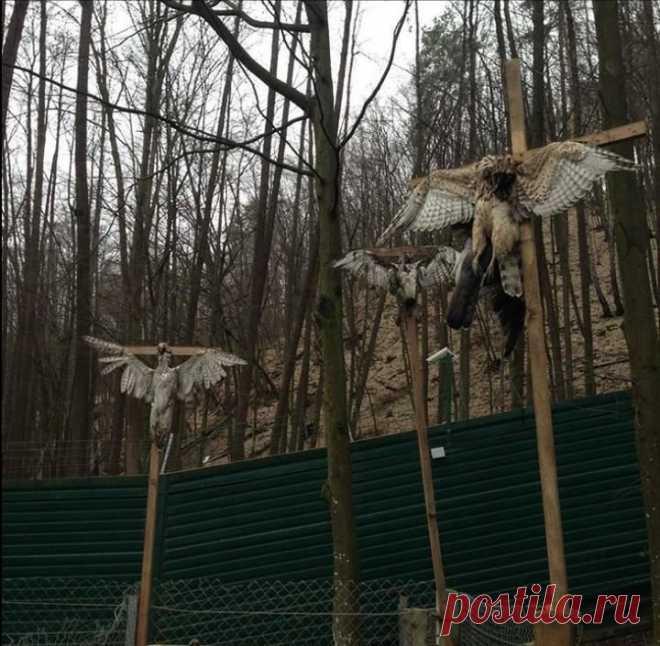 Немного о жизни и для жизни.: В Межигорье распяли беркутов