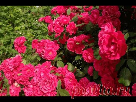 Обрезка плетистых роз (Pruning of climbing roses)