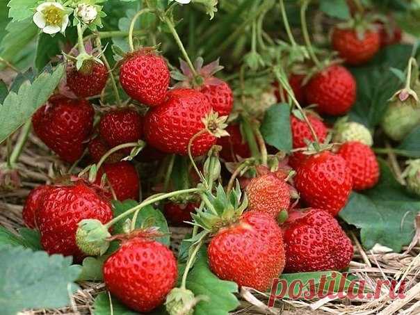 Как получать в своём саду урожаи крупной, сочной клубники?