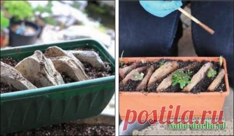 Альпинарий в корыте своими руками: устройство, схемы, растения