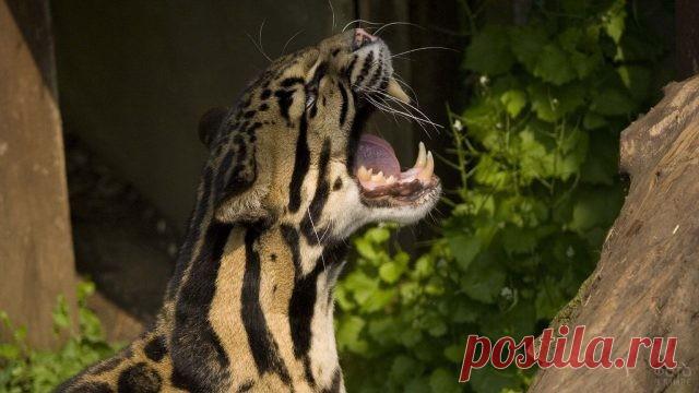 Фото леопарда