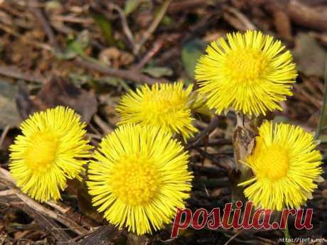 Мать-и-мачеха обыкновенная