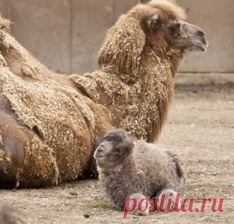 Новорожденные крохи из мира животных — Наука и жизнь