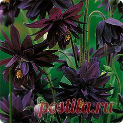 Аквилегия Барлоу Блэк, 10 шт. Selekt