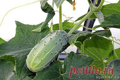Огурец - комнатная культура | vparnike.ru