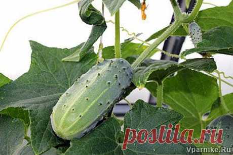 Огурец - комнатная культура | vparnike.ru