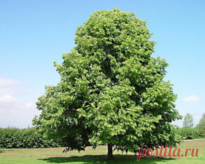 Деревья которые могут спасти вам жизнь. Нужно знать всем, кто ходит в лес🌲 | Мега Рыбак | Яндекс Дзен