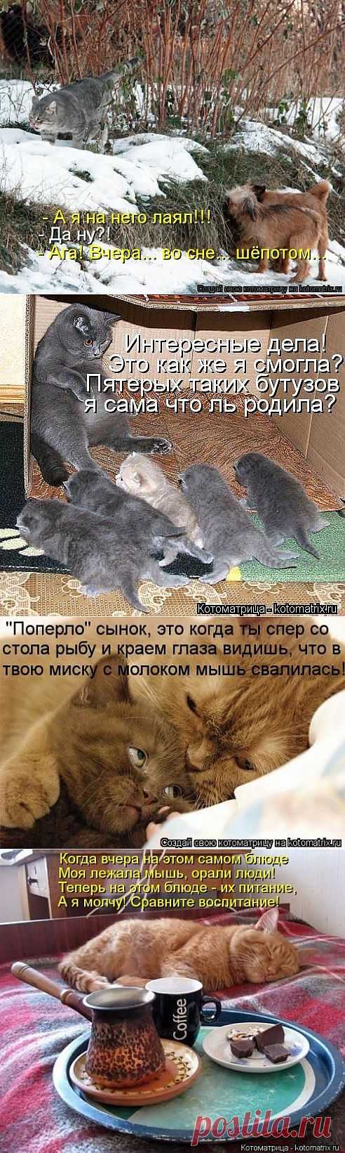Улыбательные котоматрицы / Приколы