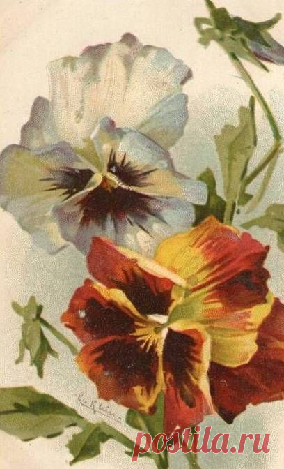 (723) Catherine Klein postcards | Flowers