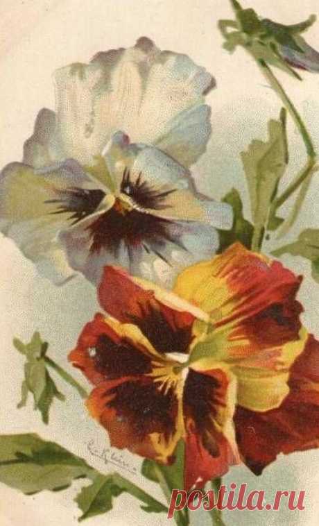 (723) Catherine Klein postcards | Flowers