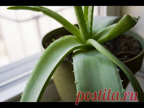 ▶ Что Исцеляет Алоэ? Секреты комнатного растения