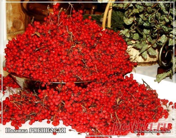 Наливка рябиновая - кулинарный рецепт