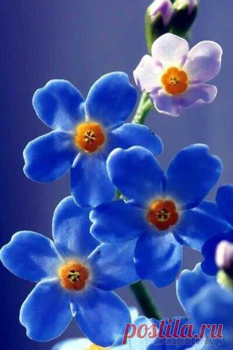 Хочу к тебе (Стих) Хочу к Тебе !        На долго, на года.       Укрыться от невзгод,       Пурги, метелей.       И поселиться в        Сердце навсегда.       И праздновать       С тобою новоселье.       И быть согретой...