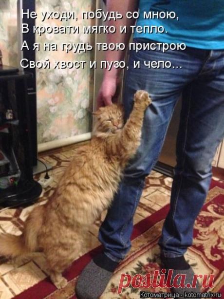 Лучшие котоматрицы за прошедшую неделю / Питомцы