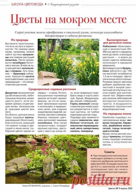 Цветы на сыром участке