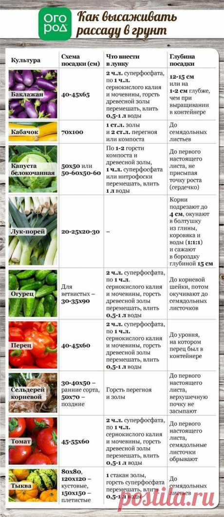 Все, что вы хотели знать о высадке рассады в грунт (в таблицах) | Рассада (Огород.ru)