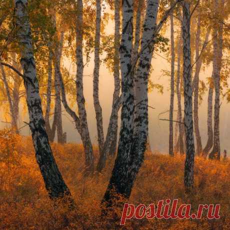 Грезы березовой рощи