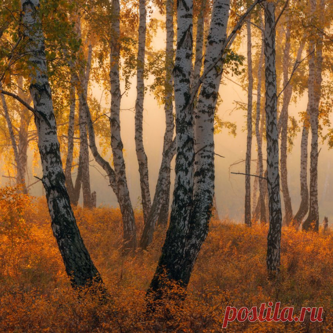 Грезы березовой рощи