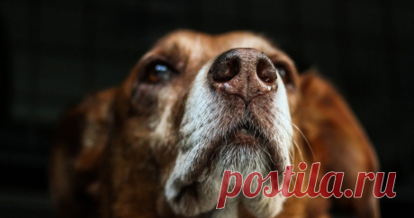 Собаке доверия больше, чем человеку | Люблю Себя