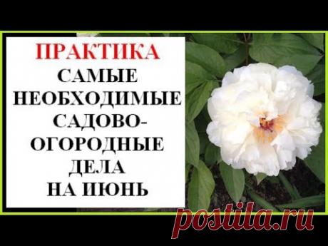 Сад, огород, цветник в июне. Что необходимо сделать