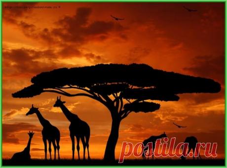 Африканские мотивы