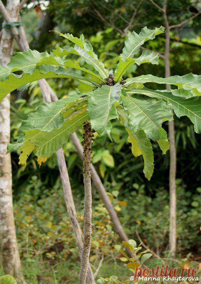 Ficus-pseudopalma-v-1.jpg (650×919)
