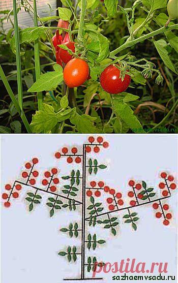 Зачем проводят пасынкование помидоров (томатов) | Азбука садовода