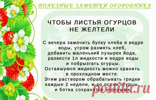 5 маленьких секретов выращивания вкусных ПОМИДОРОВ 5 маленьких секретов выращивания вкусных ПОМИДОРОВСекрет первый: много светаСекрет второй: правильный полив
Помидоры нужно правильно поливать. Надо помнить, что влажность почвы под помидором должна быть высокой — не менее 85%, а вот влажность воздуха должна оставаться на уровне...