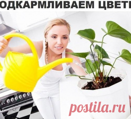 Секрет роскошного комнатного цветника прост