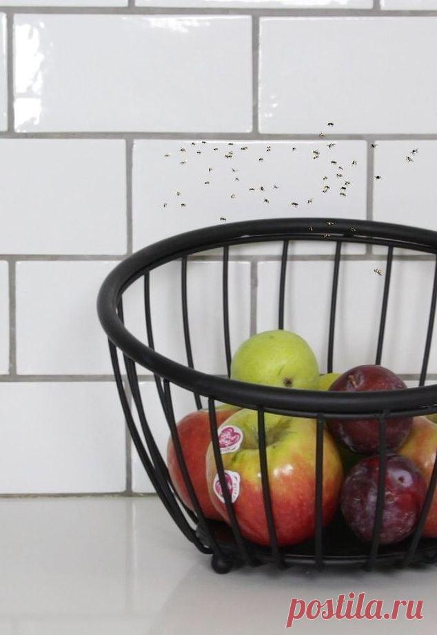 Избавьтесь от фруктовых мушек элементарным способом