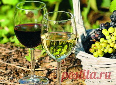 Виноград: зимостойкие сорта для виноделия на Supersadovnik.ru