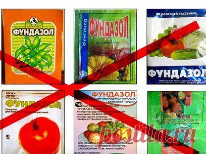 Применение фундазола для комнатных растений | Комнатные цветы