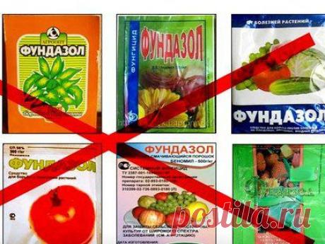 Применение фундазола для комнатных растений | Комнатные цветы