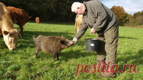 Дикий кабан и коровы в одном стаде — Наука и жизнь