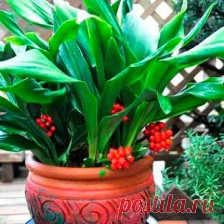 Комнатное растение Родея (Rohdea). Род получил свое название в честь немецкого ботаника М.Роде. Родея - многолетнее травянистое растение с укороченным корневищем, от которого кверху поднимается розетка ремневидных листьев. Во время цветения в середине розетки появляется колосовидное соцветие, состоящее из беловато-кремовых цветков.