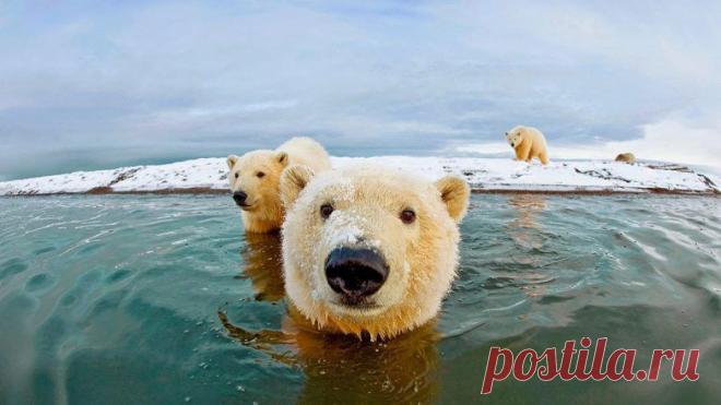 Природа без фотошопа / Полярные медведи. © Steven Kazlowski